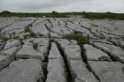 Sheshymore Limestone pavement exposes shallow water carbonates of the Brigantian, Slievenaglasha Formation. These classic kharstified exposures of tabular blocks of limestone pavement, Clints, are cut by vertical fractures, Grikes, which were widened by post glacial disolution (McNamara, & Hennessy, 2010). Fractures were intially established during Variscan folding (Coller, 1984).